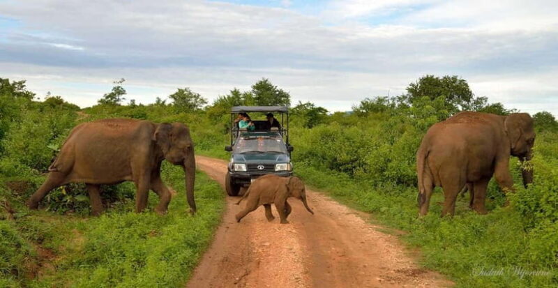 Udawalawe Safari Private Day Trip with Lunch - All Inclusive - Authentic Experiences from Past Travelers