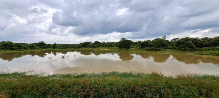 Udawalawe Safari - Pricing and Booking Information