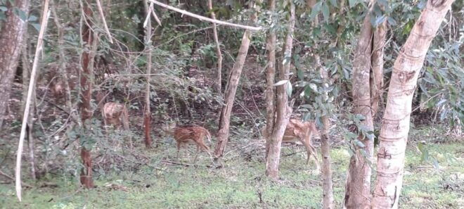 Udawalawe Safari - Tour Inclusions