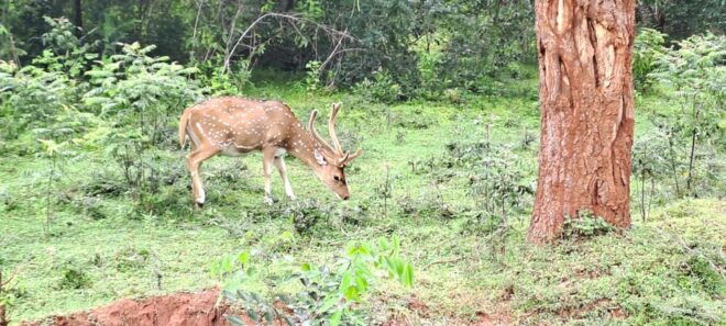 Udawalawe Safari - Important Information