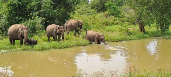 Udawalawe Safari - Wildlife Encounter Experience