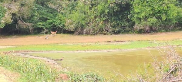 Udawalawe Safari - Best Time to Visit