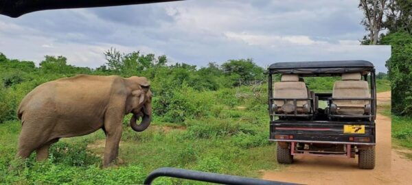 Udawalawe Safari - Frequently Asked Questions