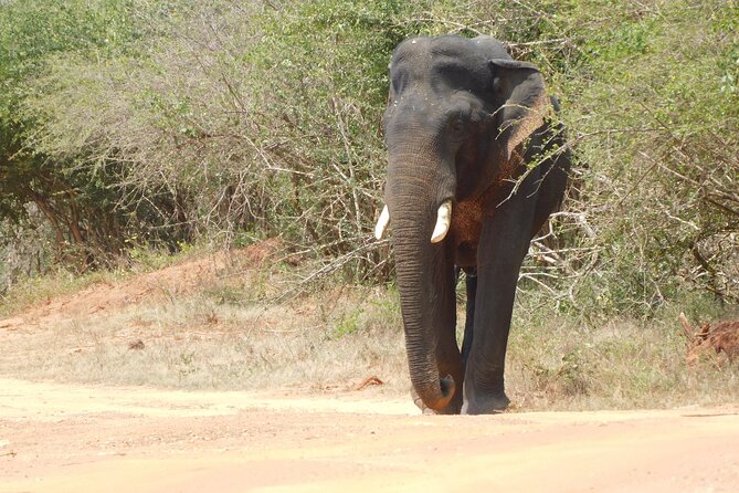 Udawalawe Safari Tour & Elephants Orphanage Visit - Elephants Orphanage Overview