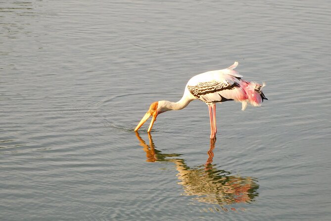 Udawalawe Safari Tour & Elephants Orphanage Visit - Tour Price and Inclusions