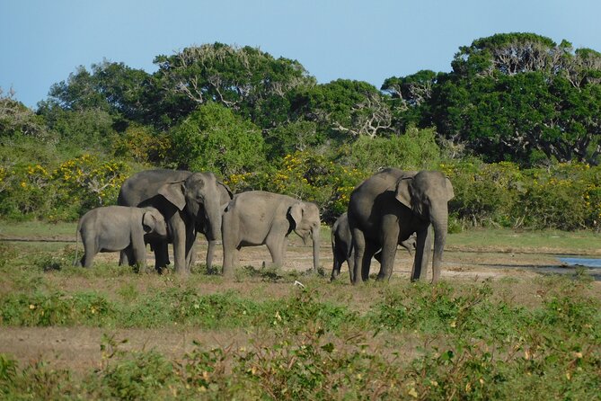Udawalawe Safari Tour & Elephants Orphanage Visit - Tour Reviews and Testimonials