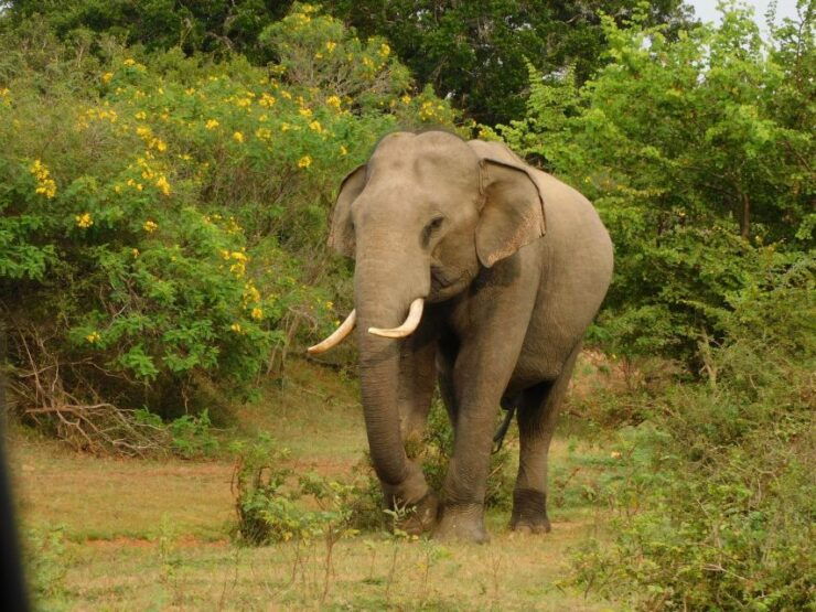 Udawalawe Safari Tour From Hambantota Port(Shore Excursion) - Experience Itinerary