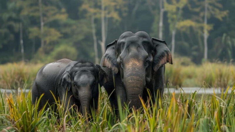 Udawalawe Safari Tour from Tissamaharama/Yala/Hambantota - What Makes This Tour Stand Out?