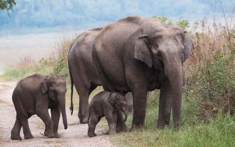 Udawalawe Safari Tour from Tissamaharama/Yala/Hambantota - Final Thoughts: Who Is This Tour Best For?