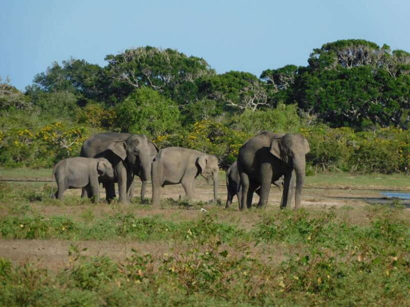 Udawalawe Safari Tour from Tissamaharama/Yala/Hambantota - FAQ