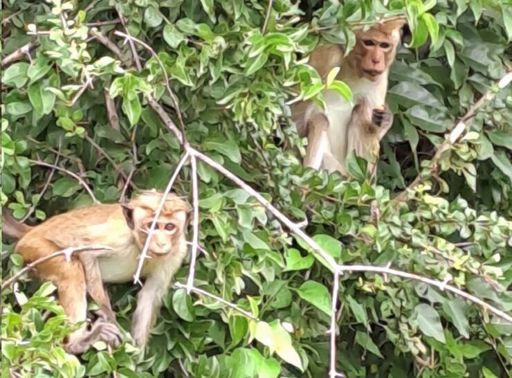 Udawalawe Safari Tour - Safari Experience Highlights