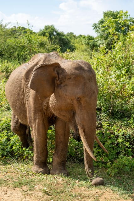 Udawalawe Safari With Vishal - Good To Know
