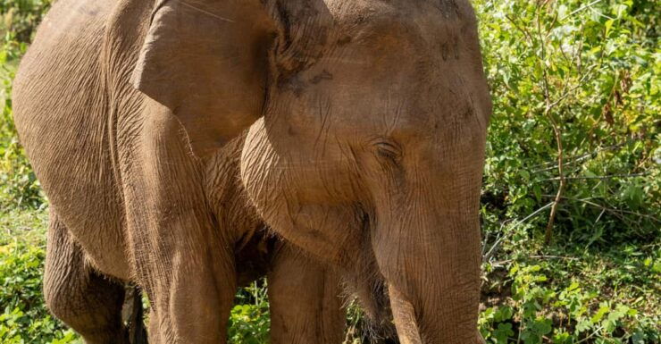 Udawalawe Safari With Vishal - Meet Your Guide Vishal