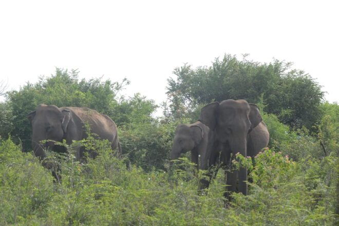 Udawalawe Safari With Vishal - Wildlife Sightings to Expect