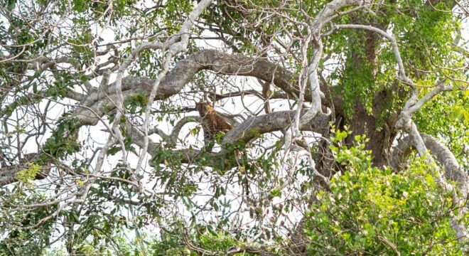 Udawalawe Safari With Vishal - Safari Inclusions Explained