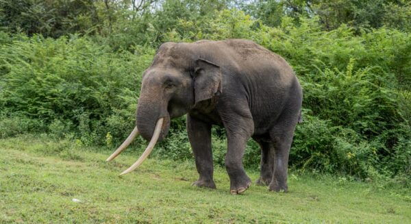 Udawalawe Safari With Vishal - Important Guidelines for Participants