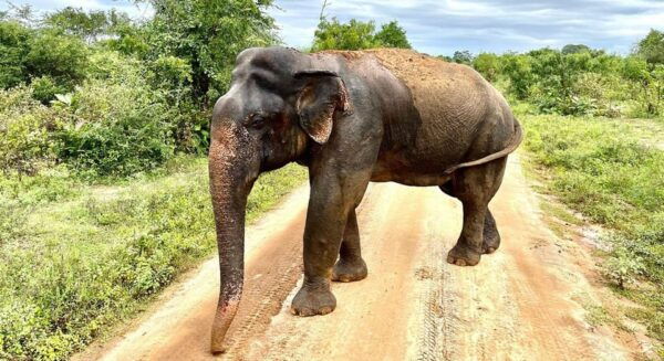 Udawalawe Safari With Vishal - Booking Your Safari Experience