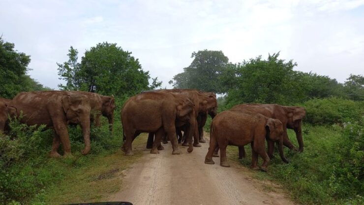 Udawalawe : Udawalawa National Park Half Day Safari Tour - Experience