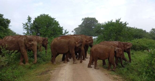 Udawalawe : Udawalawa National Park Half Day Safari Tour - Highlights