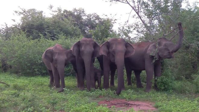 Udawalawe : Udawalawa National Park Half Day Safari Tour - Private Group Option