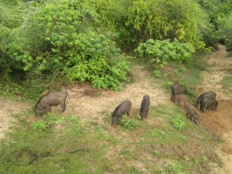 Udawalawe: Udawalawe Wild Safari Tours - Cancellation and Reservation Policies