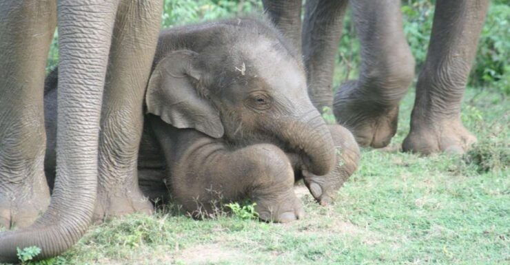Udawalawe: Udawalawe Wild Safari Tours - Safari Tour Experience