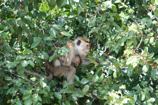 Udawalawe: Udawalawe Wild Safari Tours - Highlights of Udawalawe National Park