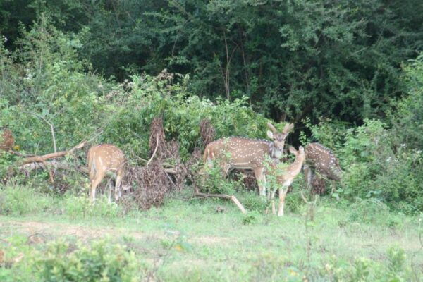 Udawalawe: Udawalawe Wild Safari Tours - Important Information for Tour Participants