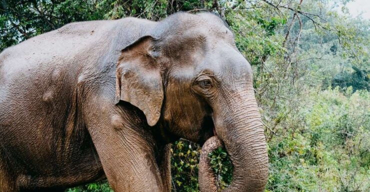 Udawalawe Wild Safari Tours 10 Hours Safari - Duration and Availability of the Safari
