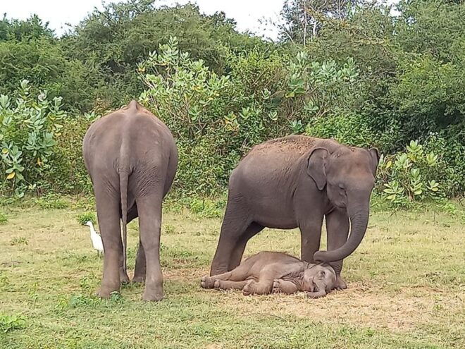 Udawalawe Wild Safari Tours 10 Hours Safari - Immersive Wildlife Experience in Udawalawe National Park