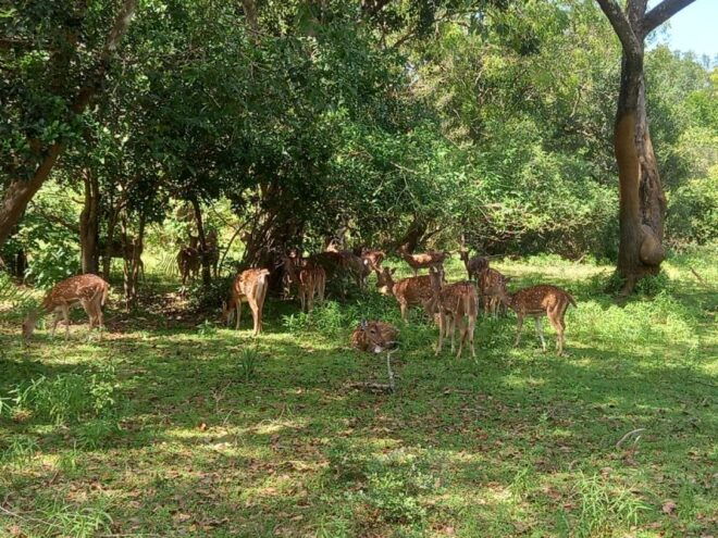 Udawalawe Wild Safari Tours 10 Hours Safari - Full Description of the Safari and the Parks Ecosystem