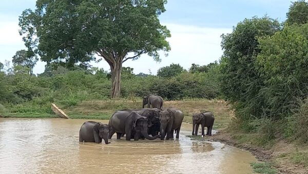 Udawalawe Wild Safari Tours 10 Hours Safari - Abundance of Wildlife in Udawalawe National Park