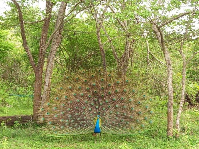 Udawalawe Wild Safari Tours 7 Hours All Inclusive - Indulge in Scenic Breakfast Views by the Lake