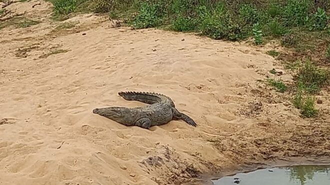Udawalawe Wild Safari Tours 7 Hours All Inclusive - Common Questions