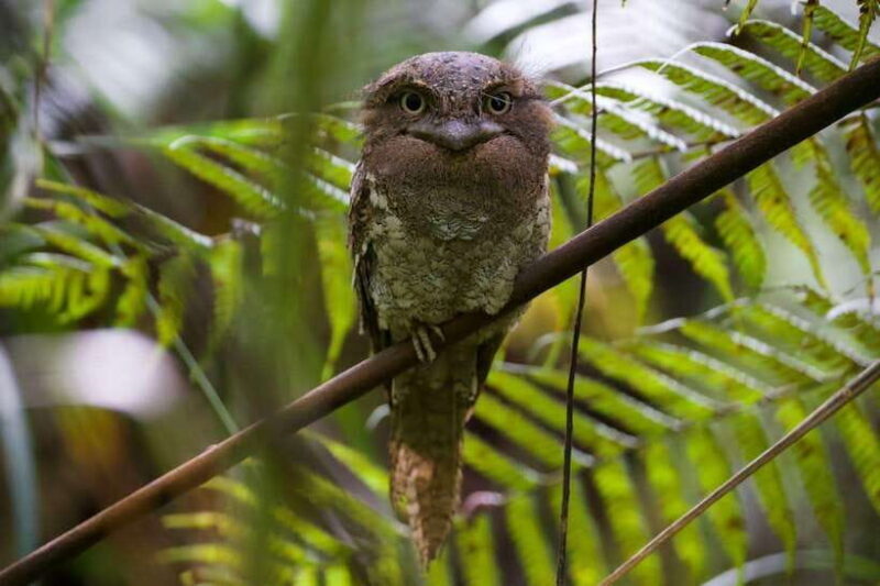 Udawalawe:Sinharaja Day Tour Drop Off Mirissa/Galle/Tangalle - Introduction