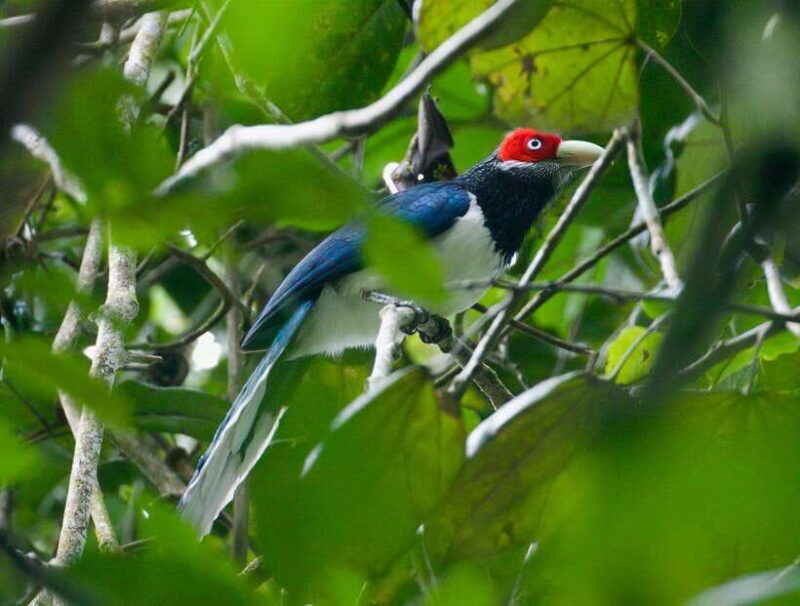 Udawalawe:Sinharaja Day Tour Drop Off Mirissa/Galle/Tangalle - What Makes This Tour Stand Out?