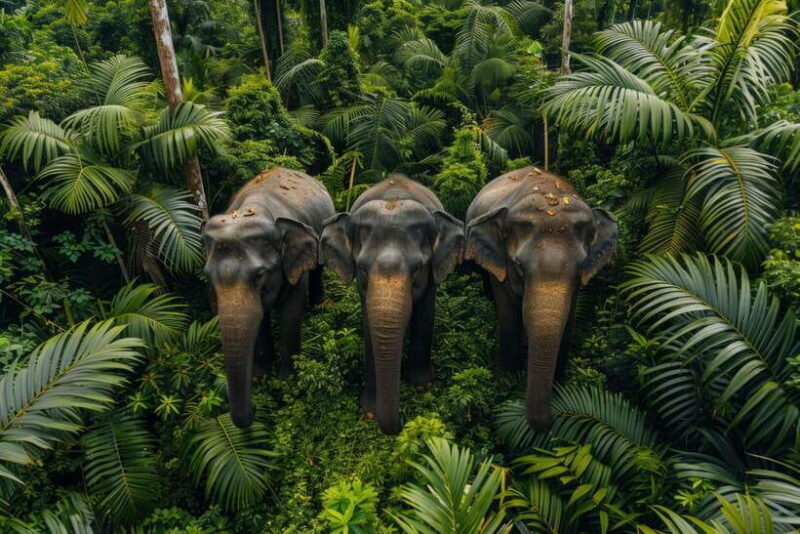 Udawalawe:Tickets Lux Jeep Safari & Elephant Orphanage Visit - A Closer Look at the Itinerary