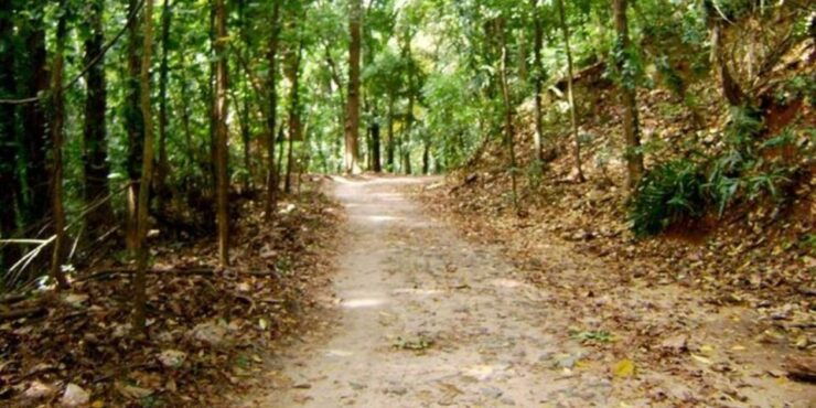 Udawatte Kele:Birdwatching and Nature Trekking Experience - Activity Details