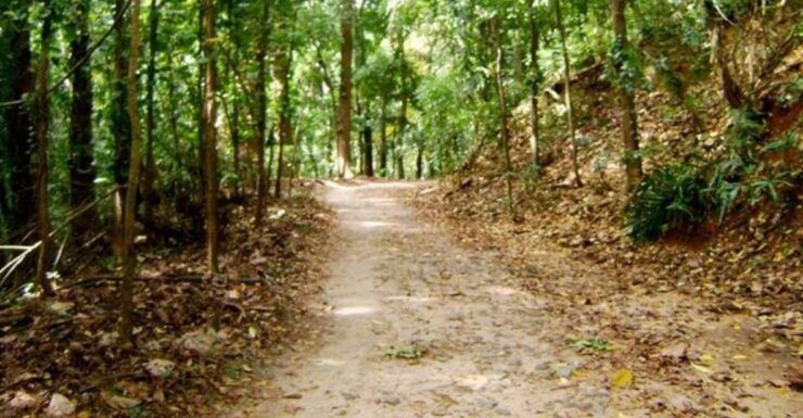 Udawatte Kele:Birdwatching and Nature Trekking Experience - Inclusions