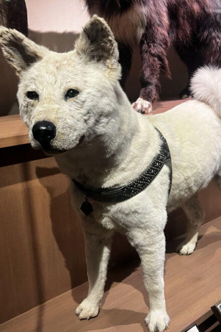 Ueno and Yanaka Day Walking Tour: Culture, Art and Old Tokyo - Key Attractions