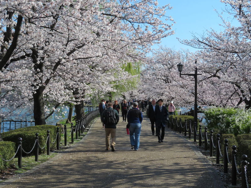 Ueno Park & Ameyoko Shopping Street Half-day Walking & Guided Tour - A park and a shopping street in one walk