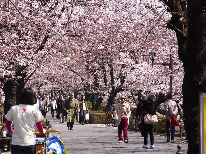 Ueno Park & Ameyoko Shopping Street Half-day Walking & Guided Tour - What a half-day walk gives you