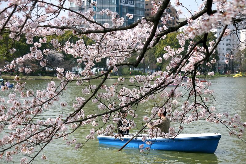 Ueno Park & Ameyoko Shopping Street Half-day Walking & Guided Tour - Ameyoko Shopping Street: a change of pace