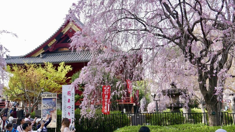 Ueno Park & Ameyoko Shopping Street Half-day Walking & Guided Tour - The guides can shape the experience