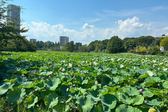 Ueno Park and Ameyoko Street Food Market Half Day Walking Tour - Practical Details and Tips