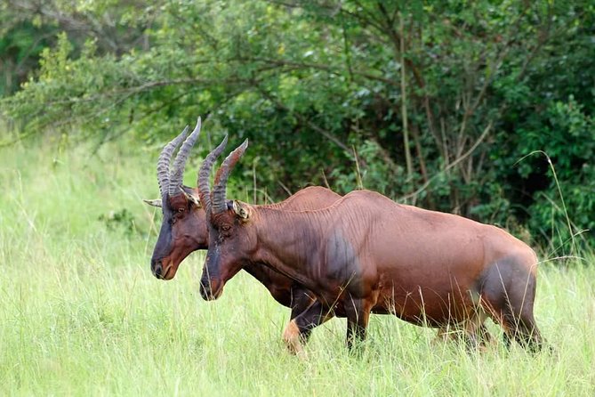 Uganda Wildlife & Activity Holiday - 15 Days - Accommodation Details