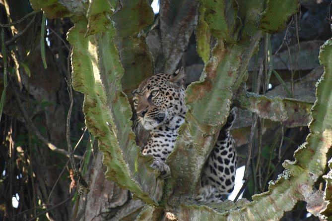 Uganda Wildlife & Activity Holiday - 15 Days - Wildlife Safari Adventures