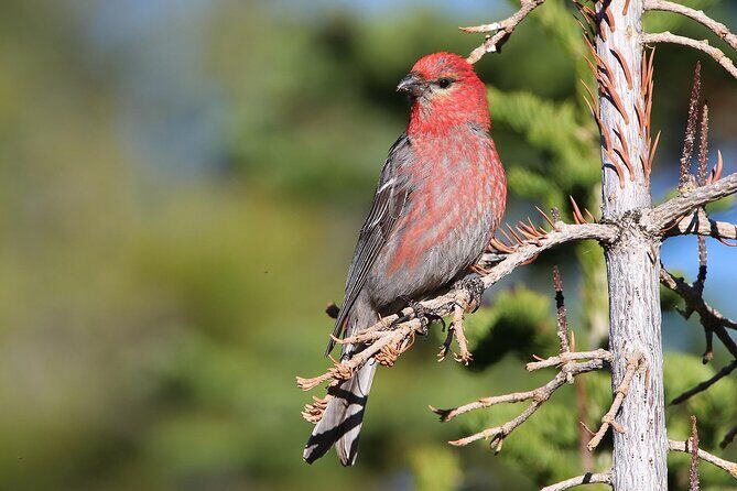 Uinta Mountains Birding and Nature Expedition - Good To Know