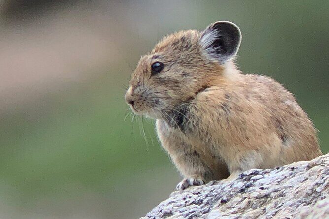 Uinta Mountains Birding and Nature Expedition - An In-Depth Look at the Uinta Mountains Birding and Nature Expedition