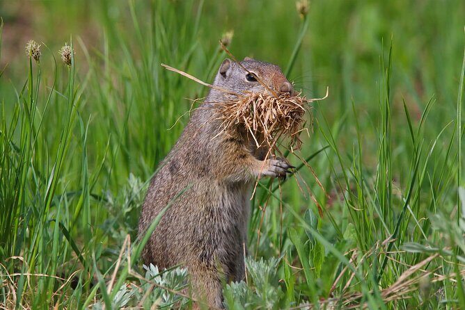 Uinta Mountains Birding and Nature Expedition - Final Thoughts